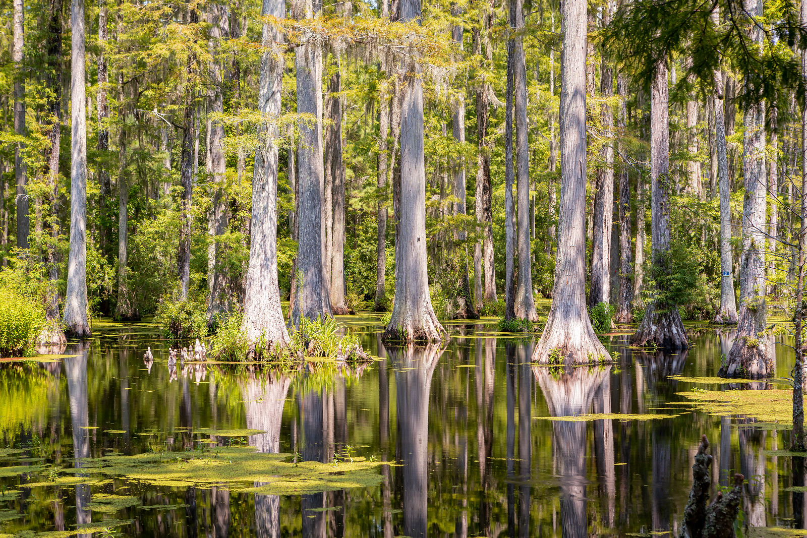 Cypress Gardens swamp (Photo by Paul Cheney)